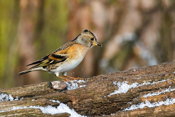 Brambling - Fringilla montifringilla, Warwickshire, November 2021