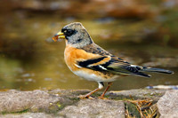 Brambling - Fringilla montifringilla, Warwickshire, December 2021