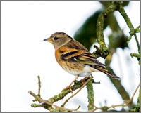 Brambling (Fringilla montifringilla), Garden, 18 January 2013