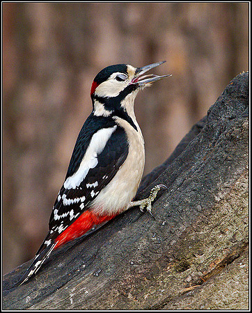 Great Spotted Woodpecker, Warwickshire, 14 December 2011