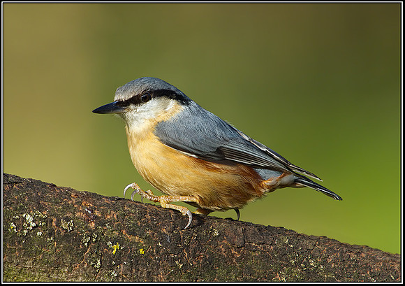 Nuthatch (Sitta europaea) Bromsgrove, 31 January 2013