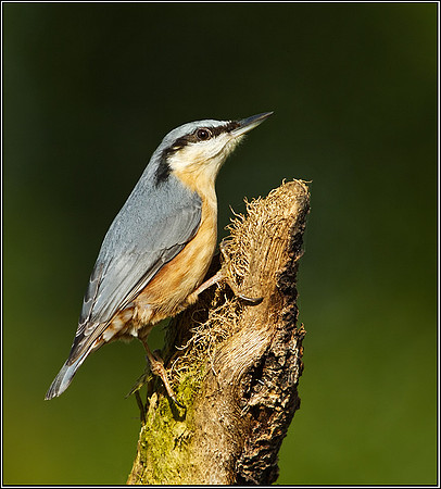 Nuthatch (Sitta europaea), Bromsgrove, October 2012