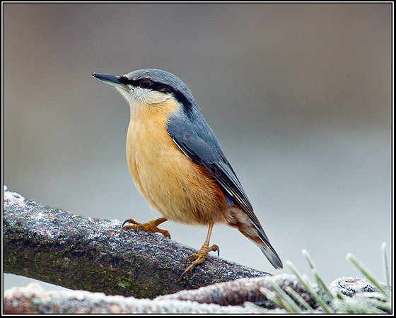 Nuthatch, Bromsgrove, 07 February 2012