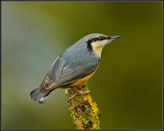 Nuthatch (Sitta europaea), Bromsgrove, 03 January 2013