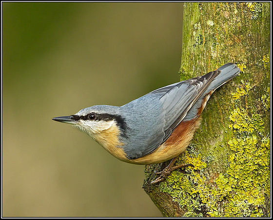 Nuthatch (Sitta europaea), Bromsgrove, 07 November 2012