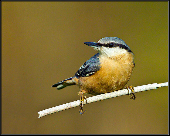 Nuthatch, Bromsgrove, 07 November 2010