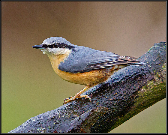 Nuthatch, Bromsgrove, 04 January 2012