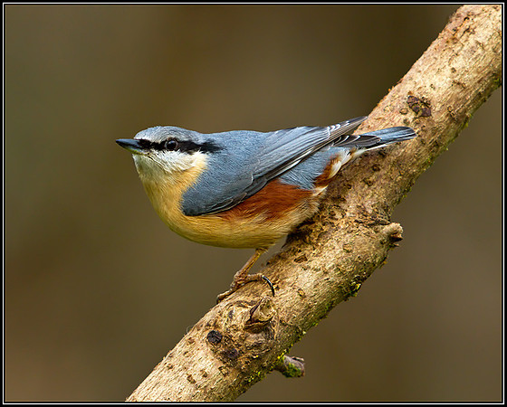 Nuthatch (Sitta europaea), Bromsgrove, 03 January 2013