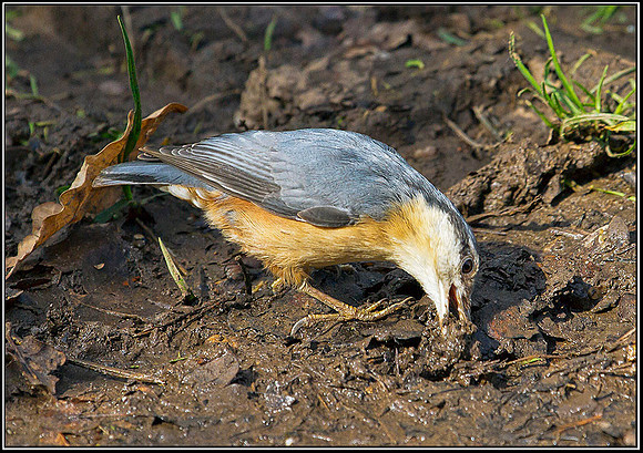 Nuthatch, Warwickshire, 20 March 2012