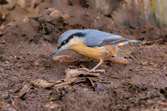 Eurasian Nuthatch - Sitta europaea, Warwickshire, December 2021