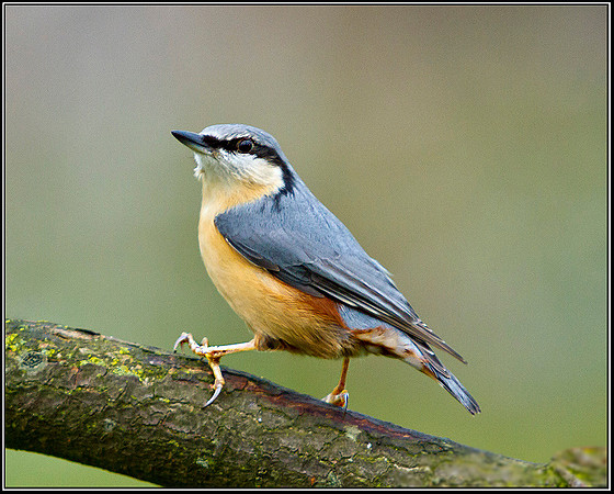 Nuthatch, Bromsgrove, 27 December 2011