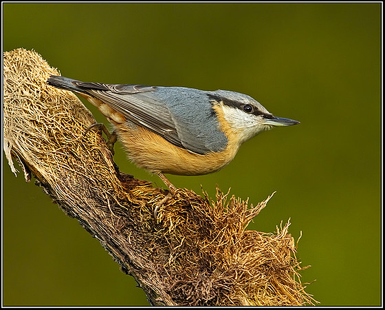 Nuthatch (Sitta europaea), Bromsgrove, 07 November 2012