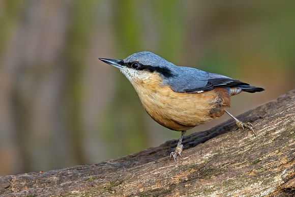 Eurasian Nuthatch - Sitta europaea, Warwickshire, 9 December 2021