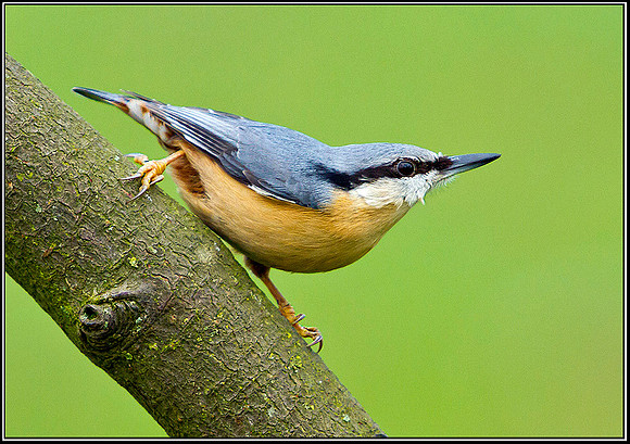 Nuthatch, Bromsgrove, 27 December 2011