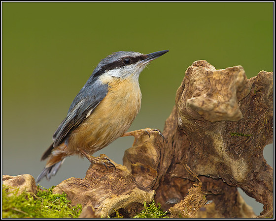 Nuthatch, Powys, 18 May 2012