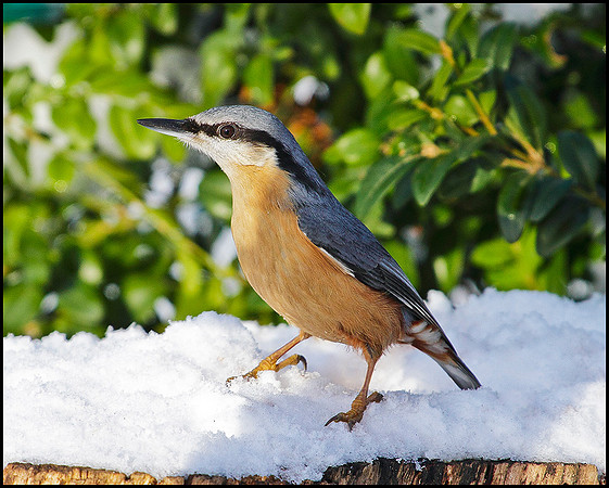 Nuthatch, Bromsgrove, January 2010