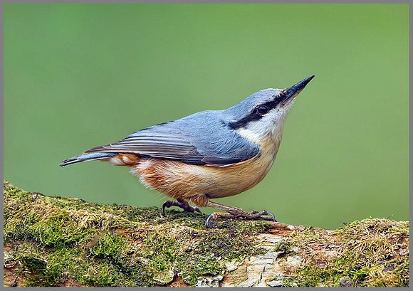 Nuthatch (Sitta europaea), Wales, 22 May 2013