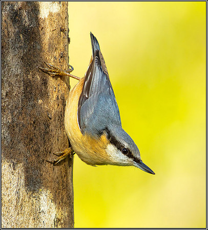 Nuthatch (Sitta europaea), Bromsgrove, October 2012
