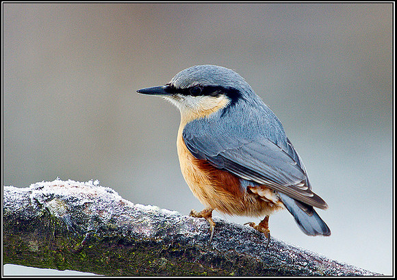 Nuthatch, Bromsgrove, 07 February 2012