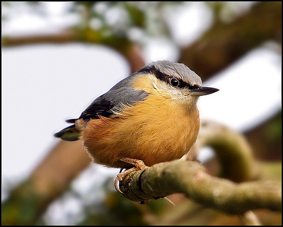 Nuthatch, Bromsgrove, 03 December 2009