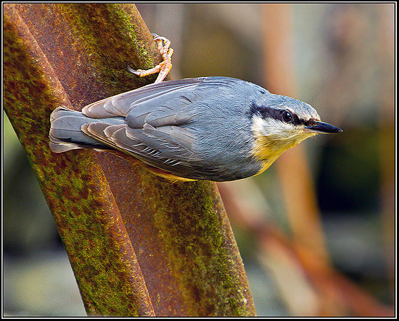 Nuthatch, Powys, 03 June 2011