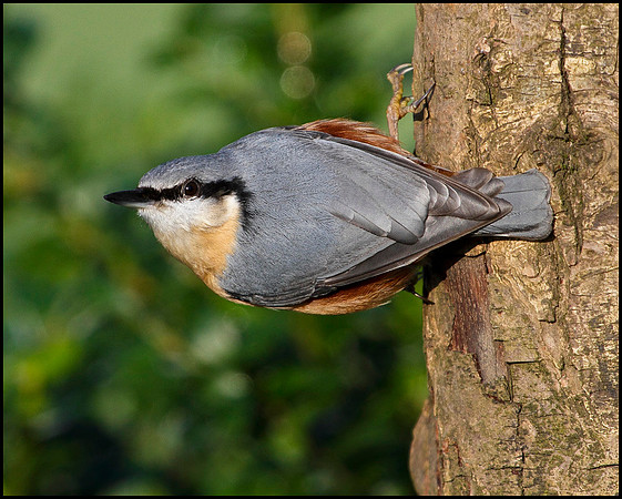 Nuthatch, Bromsgrove, 22 December 2009