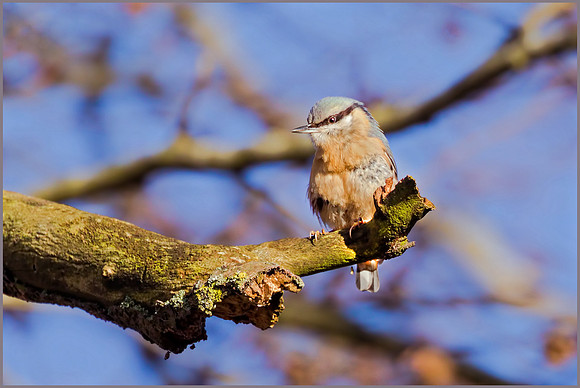 Eurasian Nuthatch (Sitta europaea), Charlecote Park, January 2017