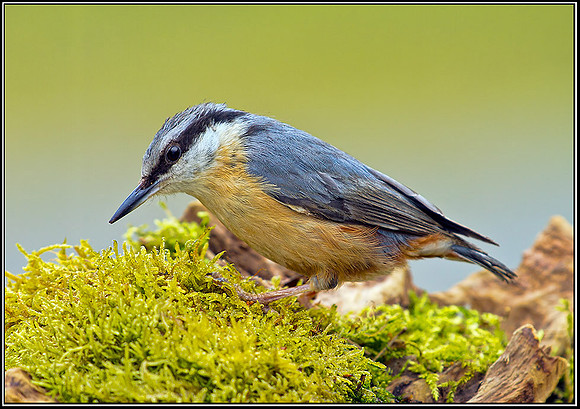 Nuthatch, Powys, 18 May 2012