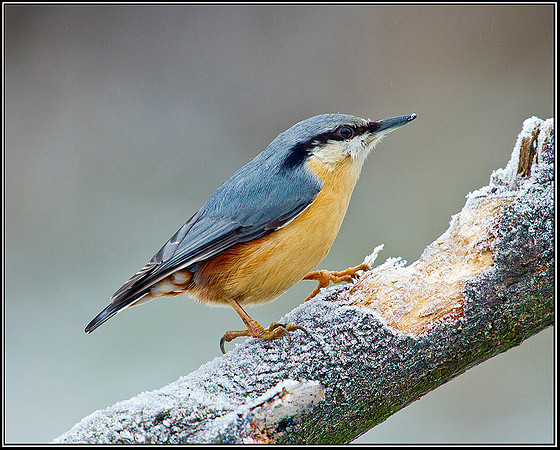Nuthatch, Bromsgrove, 07 February 2012