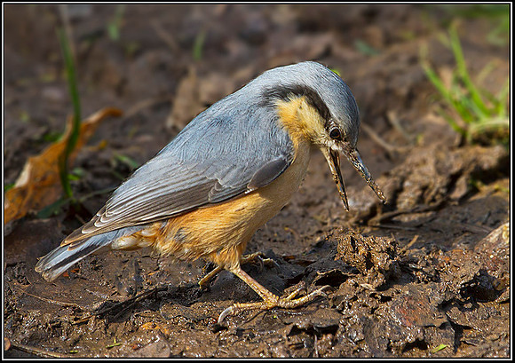Nuthatch, Warwickshire, 20 March 2012