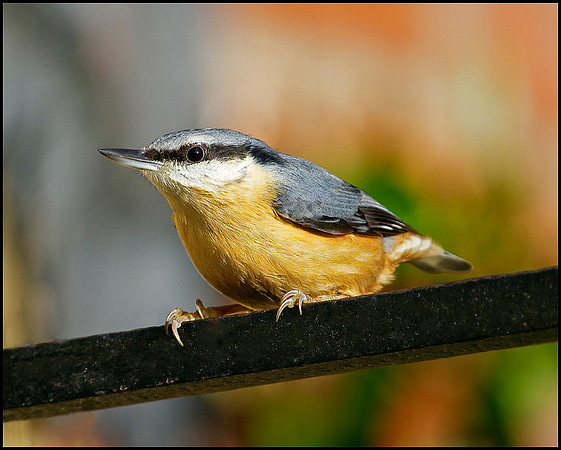 Nuthatch, Bromsgrove, 03 December 2009
