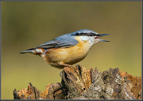 Nuthatch, Staffordshire, 23 March 2012