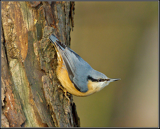 Nuthatch, Warwickshire, 09 December 2011