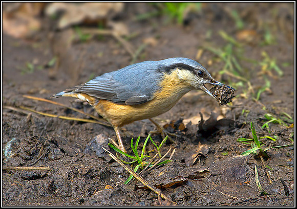 Nuthatch, Warwickshire, 20 March 2012