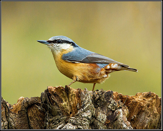 Nuthatch, Staffordshire, 23 March 2012