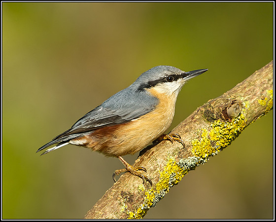 Nuthatch (Sitta europaea), Bromsgrove, October 2012