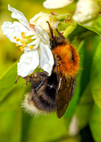 Tree Bumblebee Queen - Bombus hypnorum, Garden, April 2020
