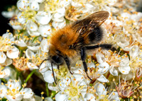 Tree Bumblebee - Bombus hypnorum, Garden, May 2020