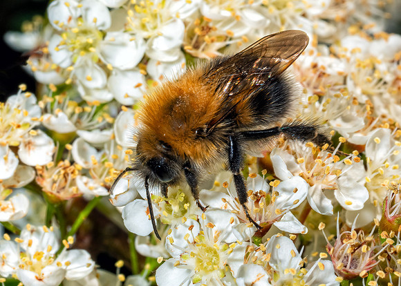 Tree Bumblebee - Bombus hypnorum, Garden, May 2020