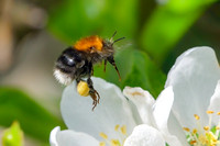 Tree Bumblebee