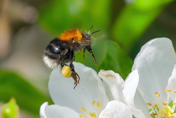 Tree Bumblebee - Bombus hypnorum, Garden, May 2021