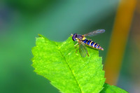 Globetail Hoverfly