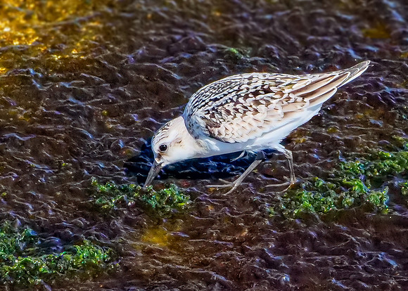 Sanderling - Calidris alba, Foz do Douro, Portugal, September 2019