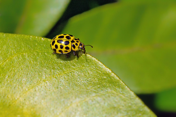 22 spot Ladybird - Psyllobora  22-punctata, Garden, March 2021