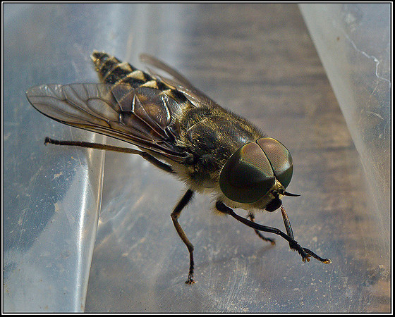 Horse Fly, Bromsgrove 24 July 2011