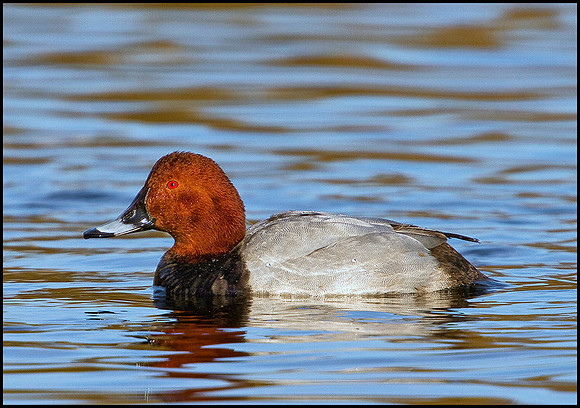 Pochard, Slimbridge WWT, 11 February 2010