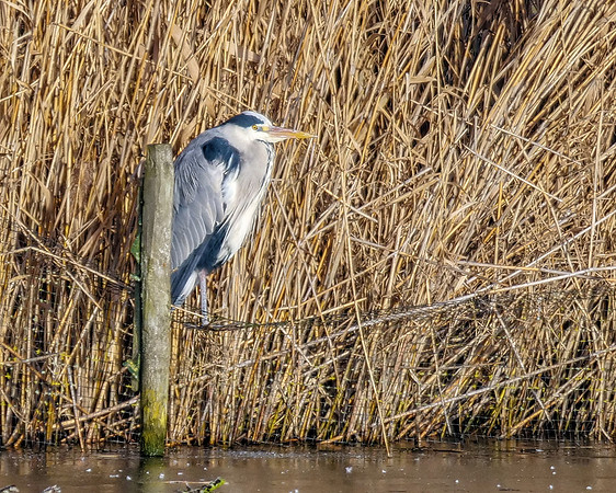 Grey Heron - Ardea cinerea, Worcestershire, February 2019