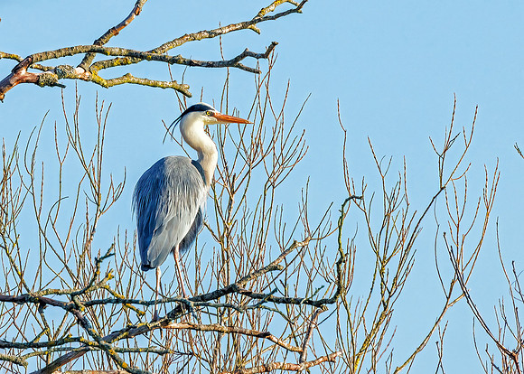 Grey Heron - Ardea cinerea, Worcestershire, January 2022