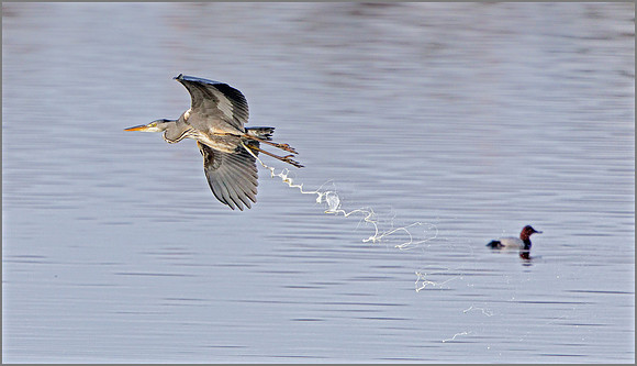 Grey Heron (Ardea cinerea), Upton Warren NR, December 2016