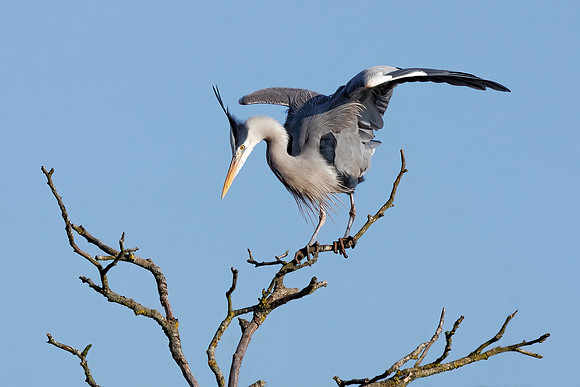 Grey Heron - Ardea cinerea, Worcestershire, January 2022